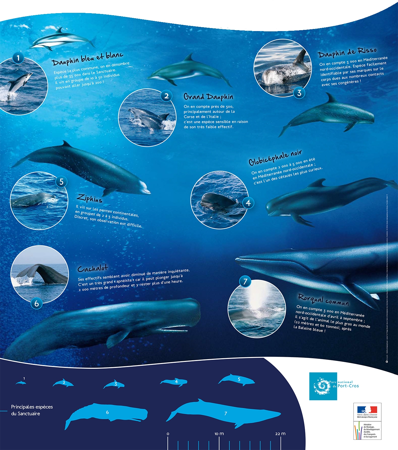 observation dauphins et cétacés en méditerranée2